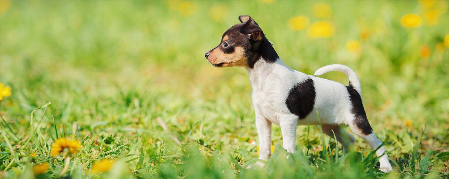 Kopischke S Toy Fox Terrier Mn