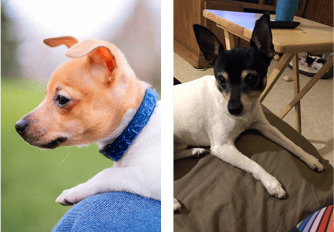 Toy Fox Terriers