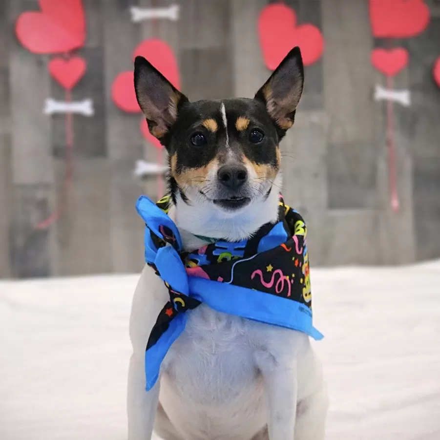 Kopischke s Toy Fox Terrier MN Toy Fox Terriers For Sale Breeder